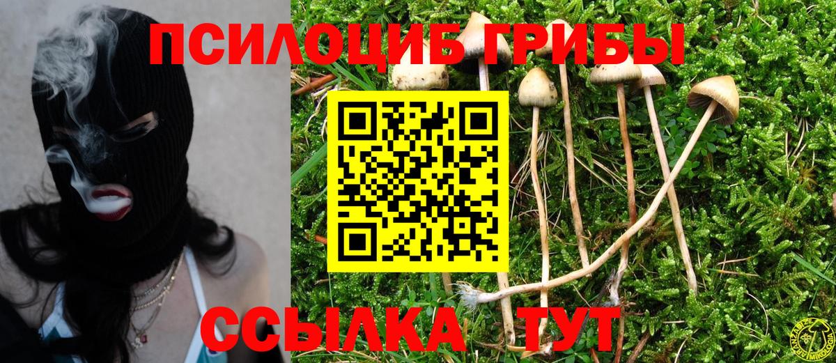 как найти   Псилоцибиновые грибы Magic Shrooms  Вход с VPN  Можайск  Псилоцибиновые грибы прущие грибы 